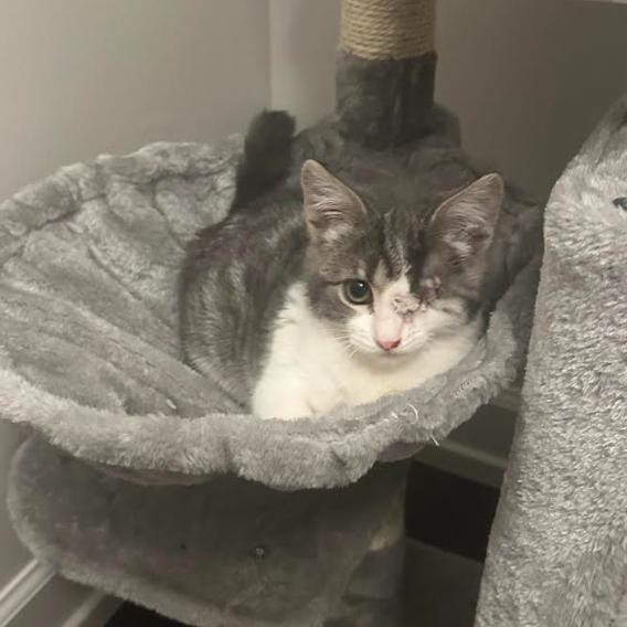 Enlarge Cutiepie, a ADOPTABLE Domestic Short Hair in Evanston, IL image 4/4