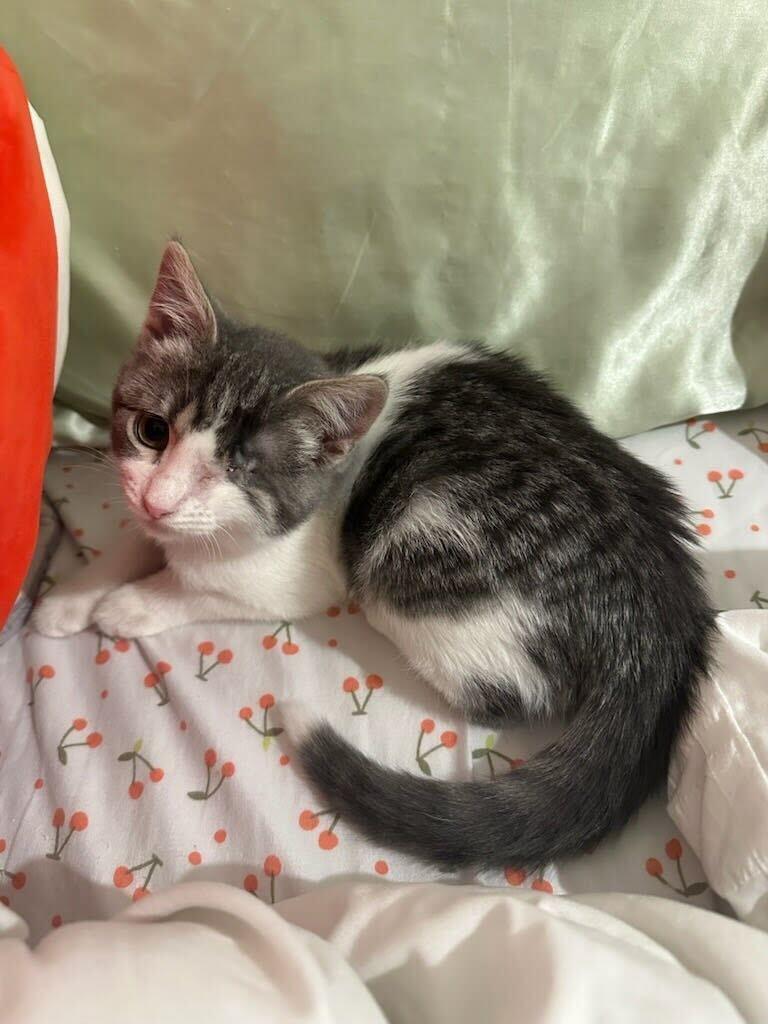 Cutiepie, ADOPTABLE, Young Female Domestic Short Hair.