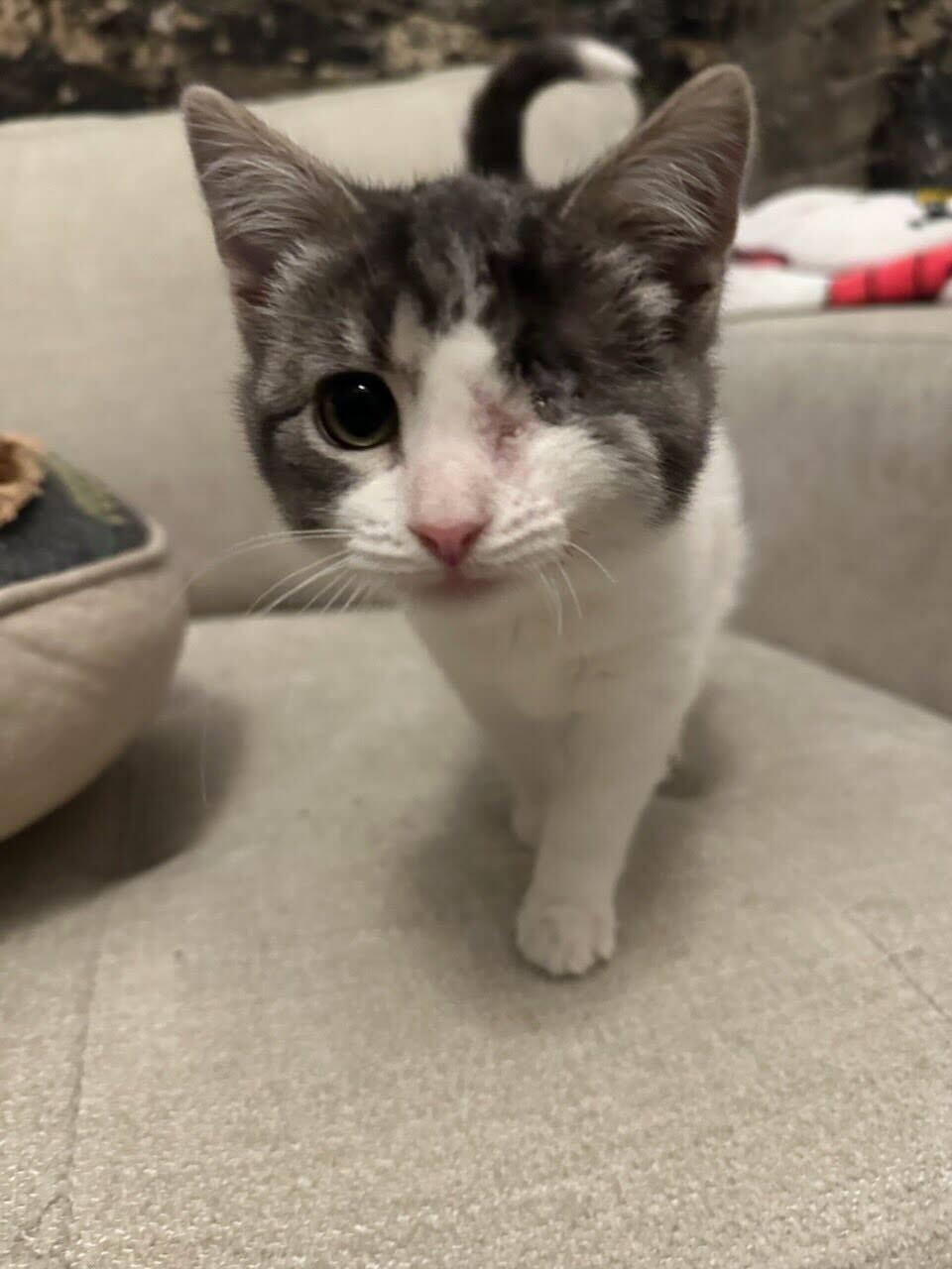 Enlarge Cutiepie, a ADOPTABLE Domestic Short Hair in Evanston, IL image 2/4