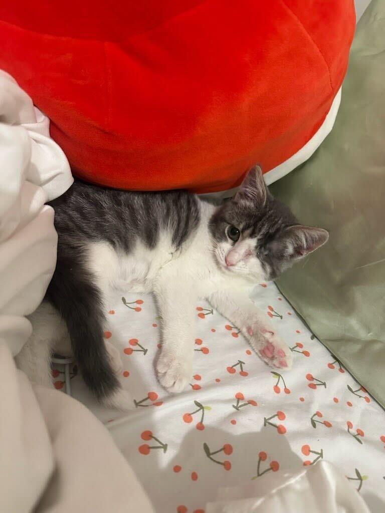 Enlarge Cutiepie, a ADOPTABLE Domestic Short Hair in Evanston, IL image 3/4