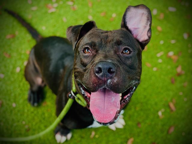 BINGO, Adoptable, Young Male Pit Bull Terrier.