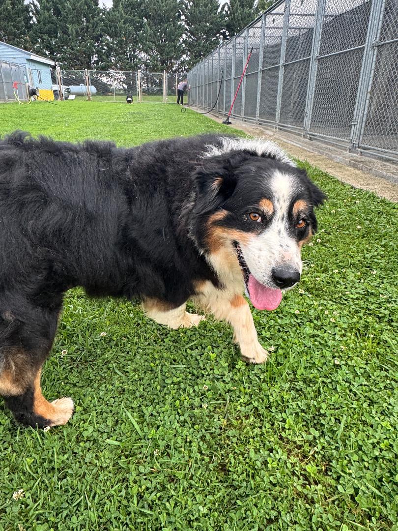 Enlarge Helena, a ADOPTABLE Australian Shepherd in Alexandria, VA image 2/3