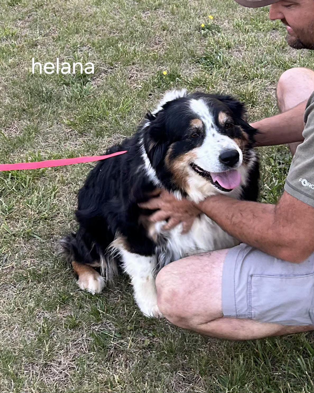 Enlarge Helena, a ADOPTABLE Australian Shepherd in Alexandria, VA image 3/3