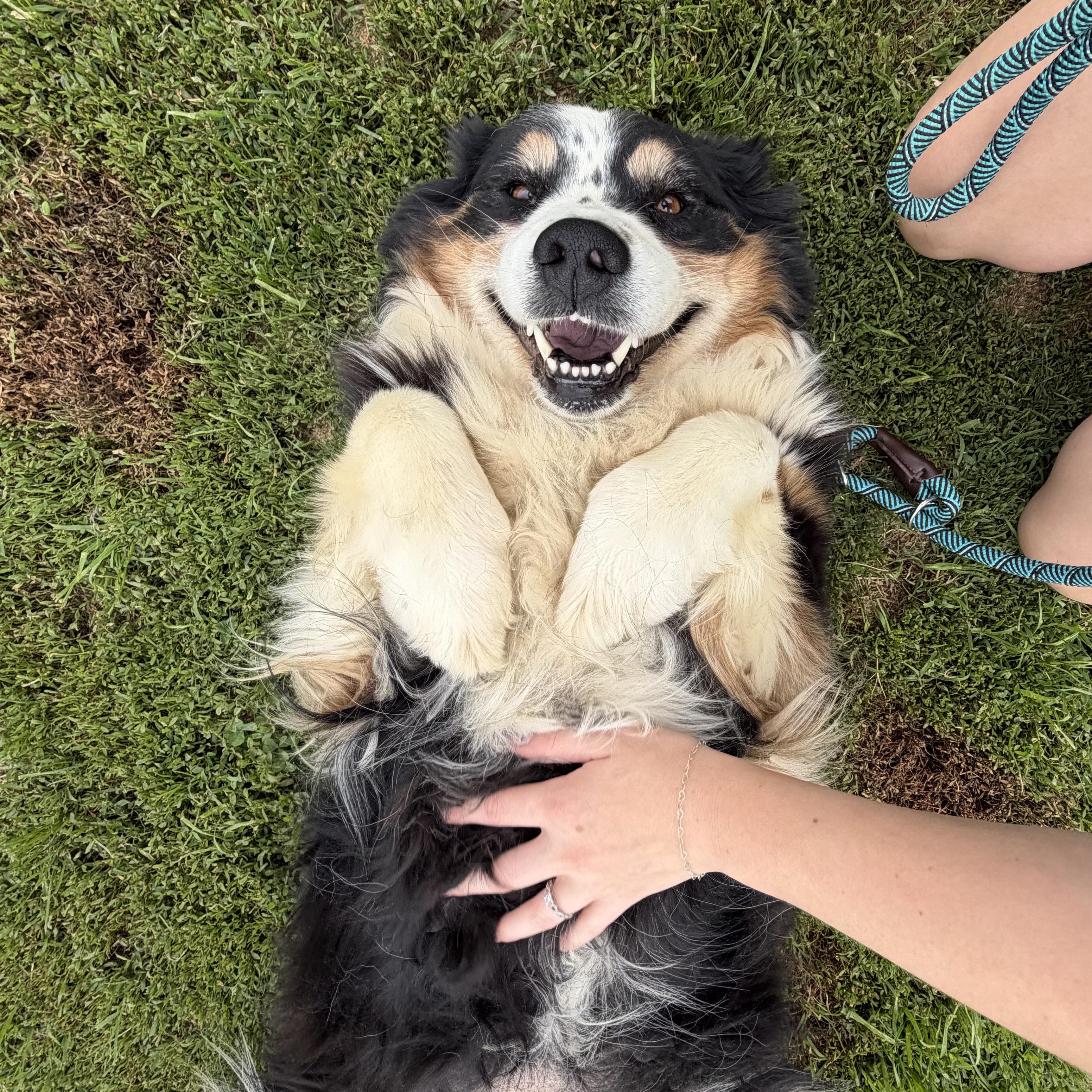 Helena, ADOPTABLE, Adult Female Australian Shepherd.