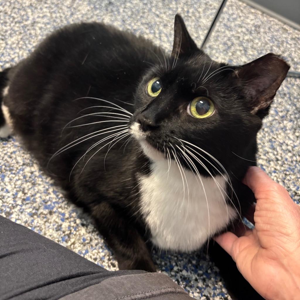 Achie, Adoptable, Adult Female Domestic Short Hair.