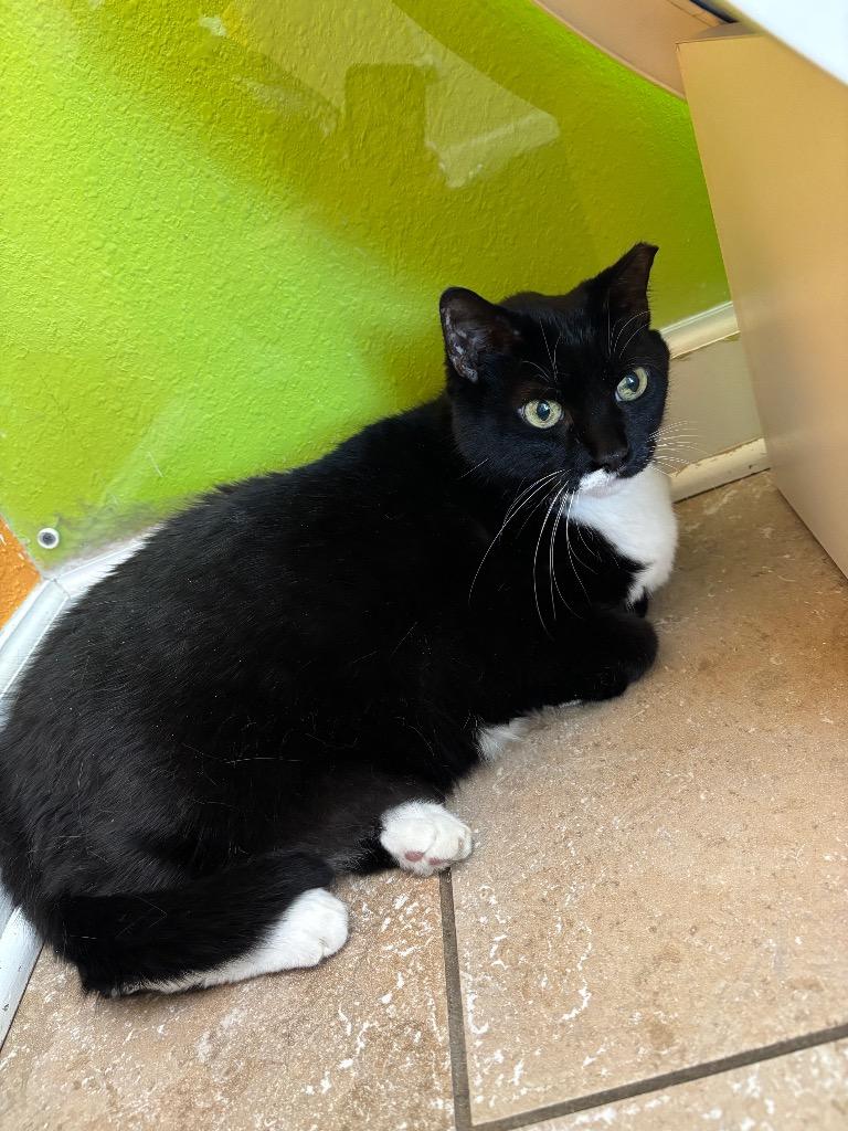 Enlarge Achie, a Adoptable mixed breed in Magnolia, TX image 2/2