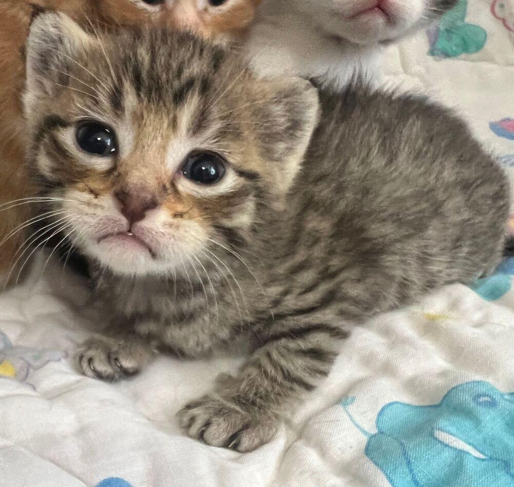 Tempo, Adoptable, Kitten Male Domestic Short Hair.