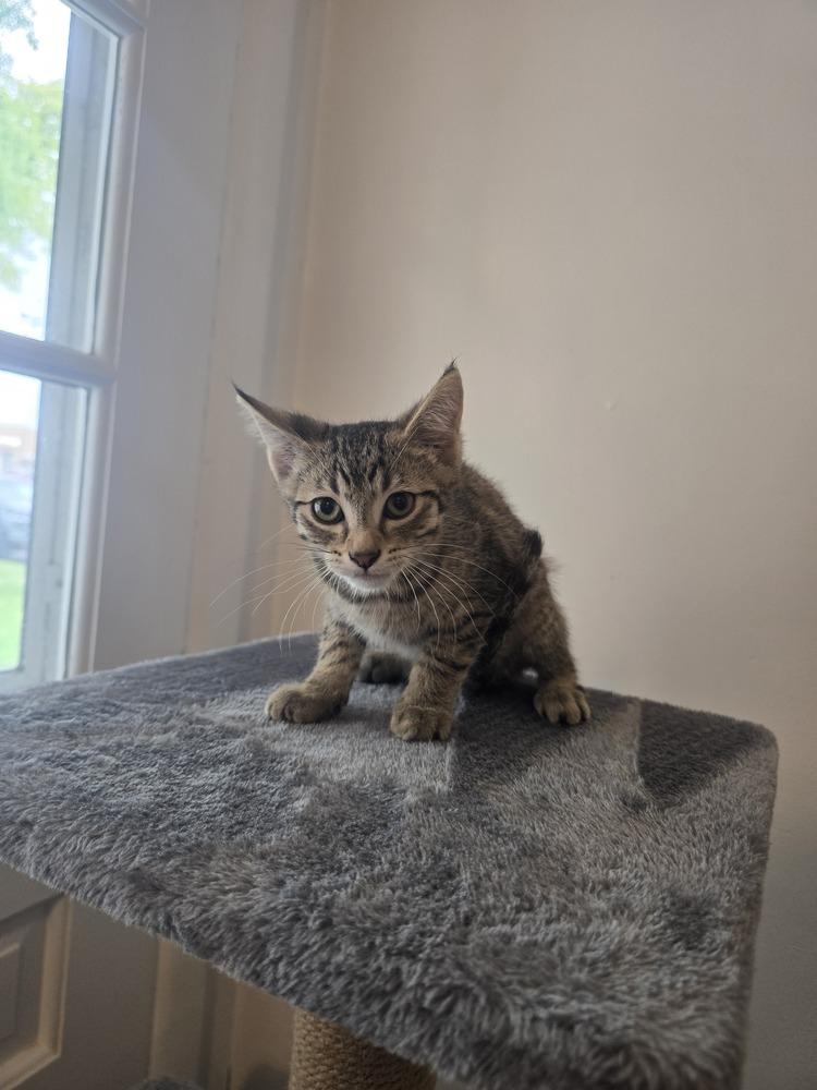Tempo, a Adoptable Domestic Short Hair in McPherson, KS image 2/4