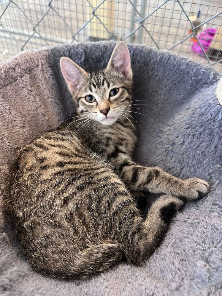 Tempo, a Adoptable Domestic Short Hair in McPherson, KS image 3/4