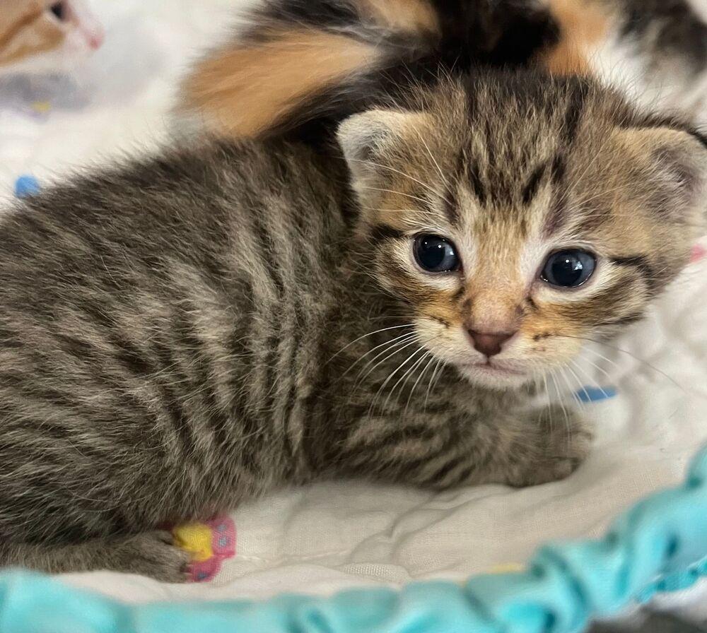 Tempo, a Adoptable Domestic Short Hair in McPherson, KS image 4/4