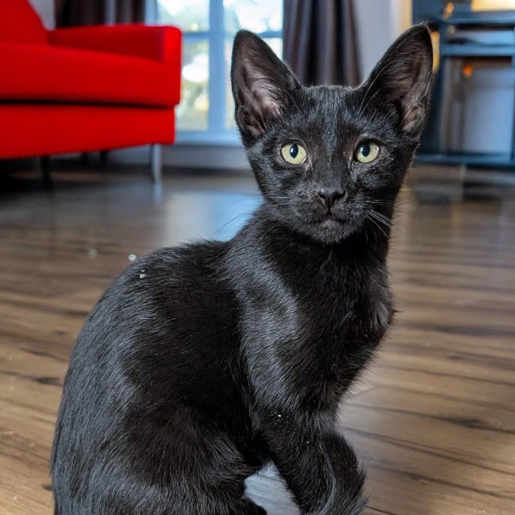 Eleanor, Adoptable, Kitten Female Domestic Short Hair.
