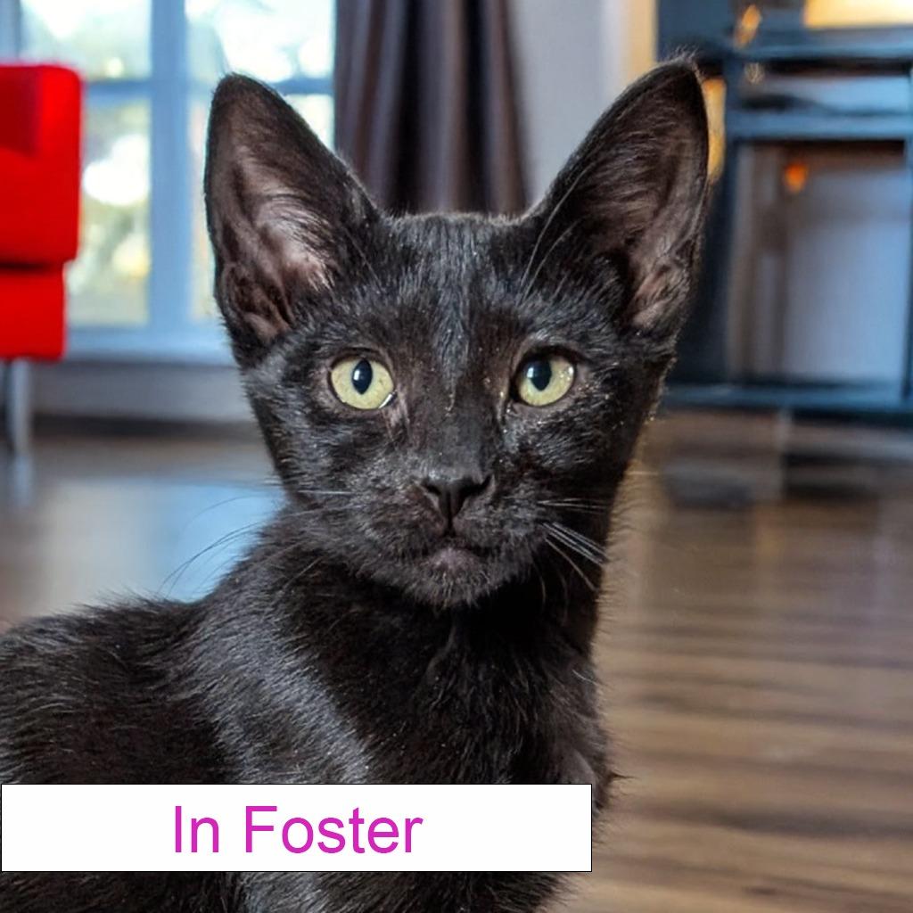 Eleanor, a Adoptable Domestic Short Hair in Chapel Hill, NC image 2/2