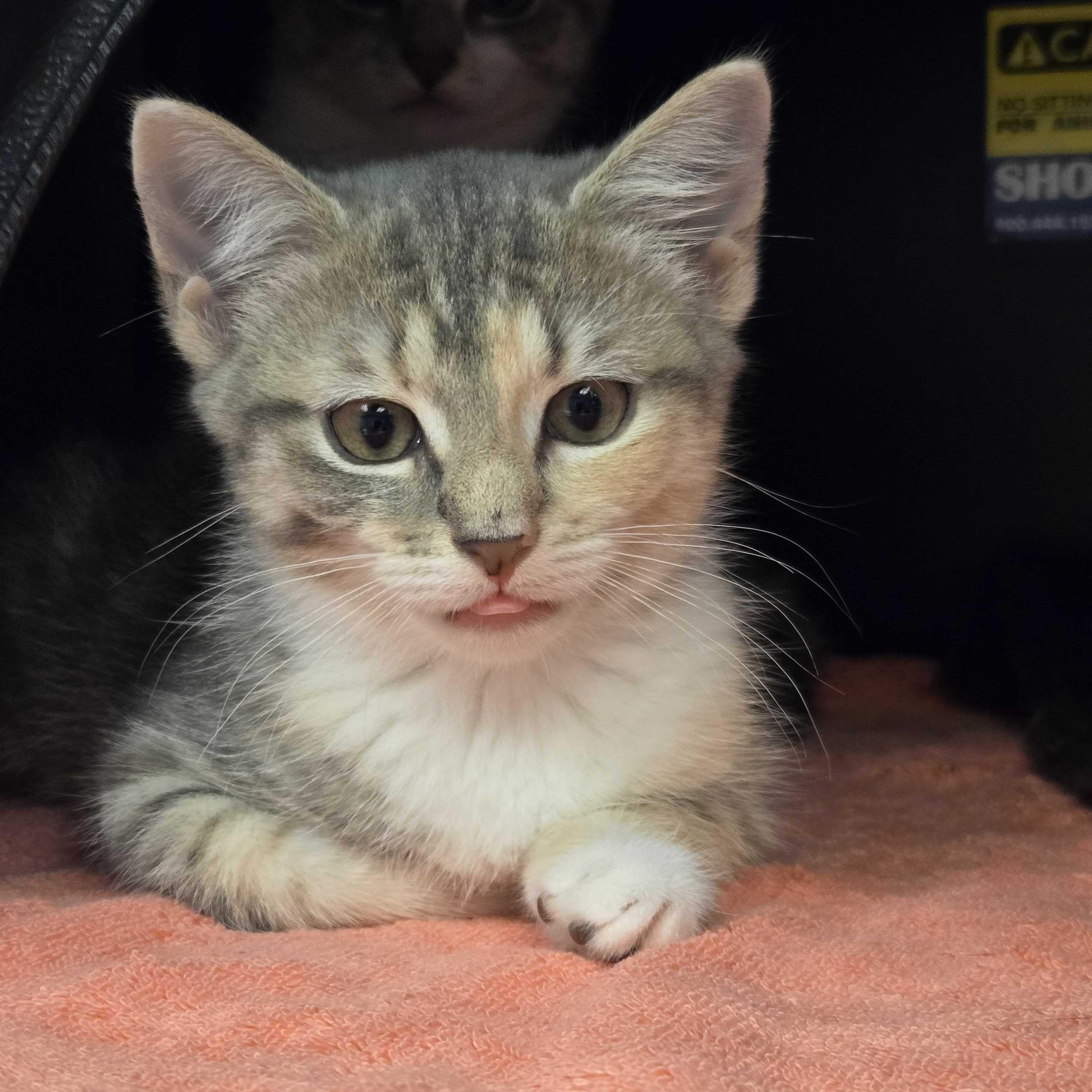 Elsa, ADOPTABLE, Kitten Female Domestic Short Hair.