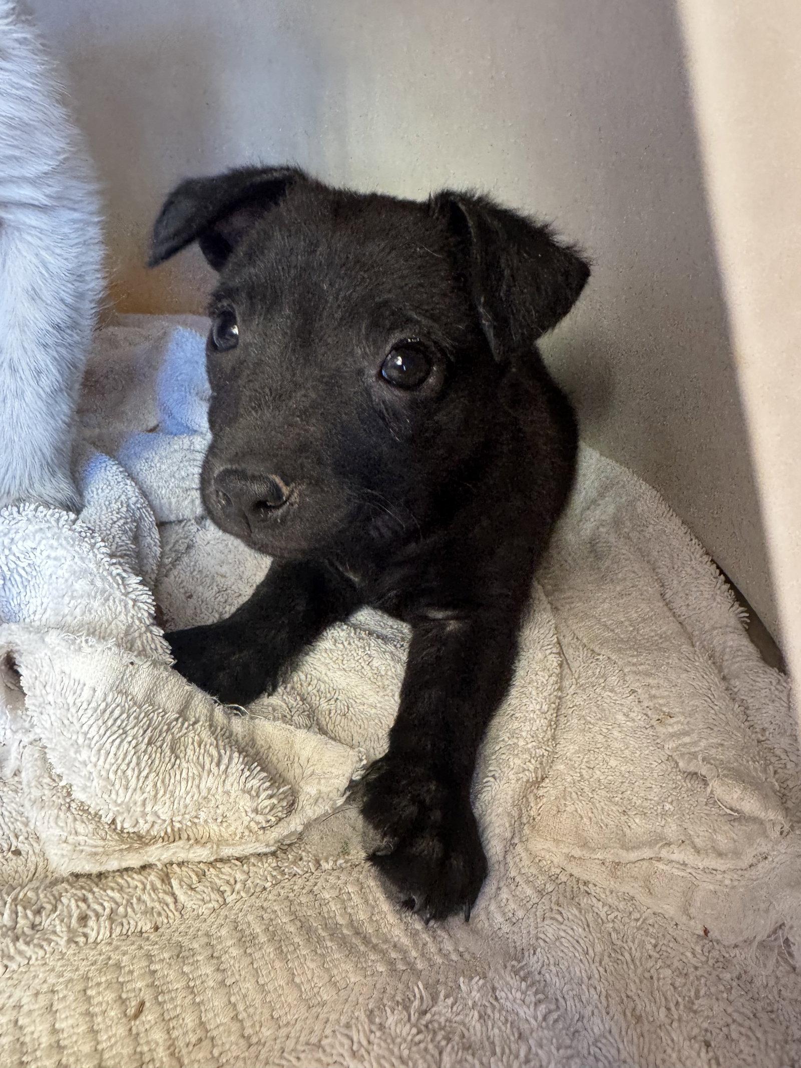 Marshmallow, a Adoptable mixed breed in Williamsburg, NM image 2/3
