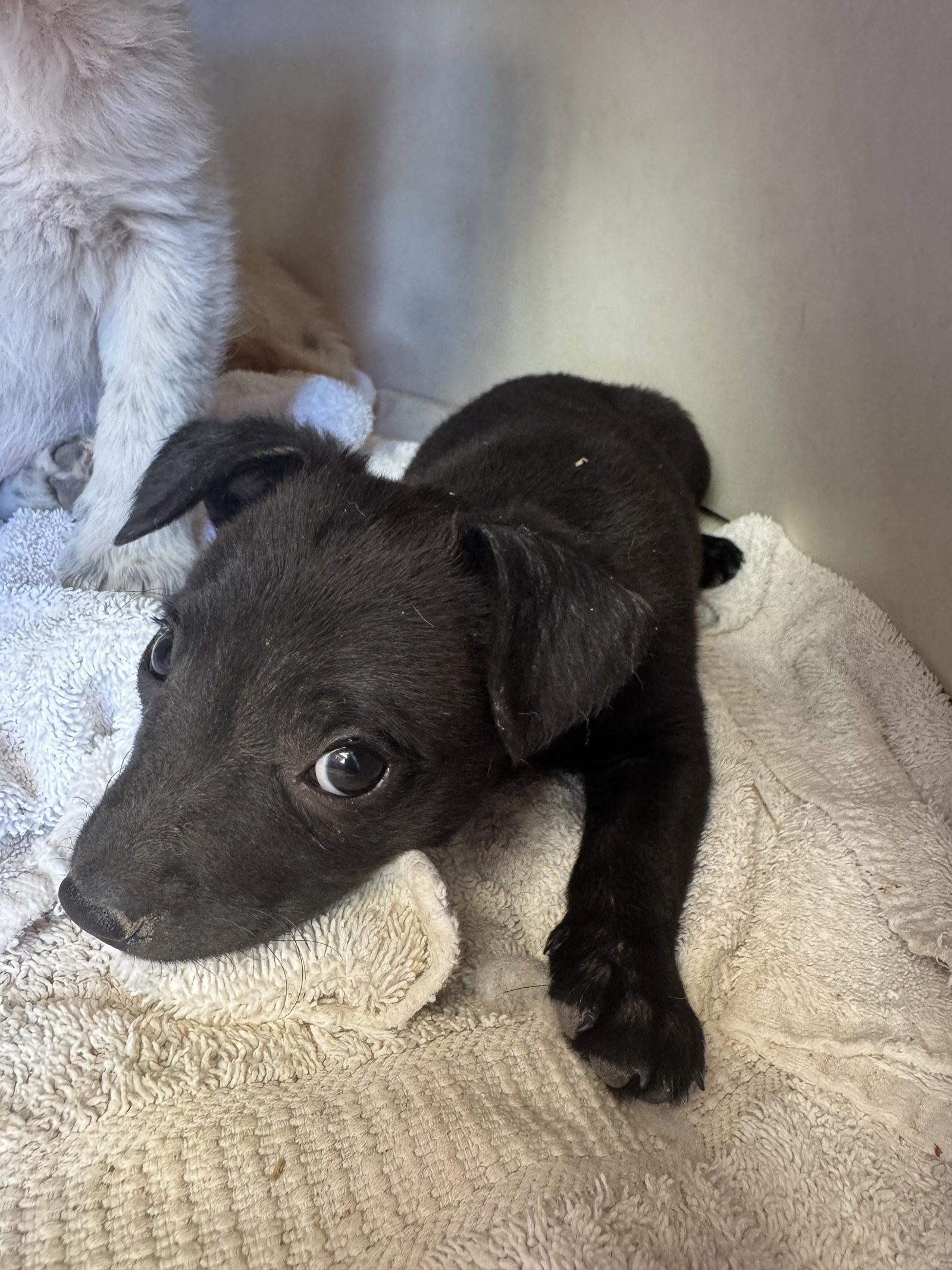 Marshmallow, a Adoptable mixed breed in Williamsburg, NM image 3/3