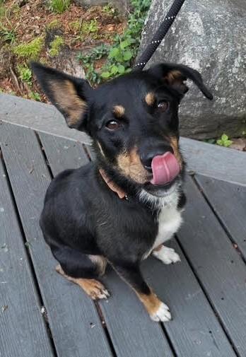 BLEU, an adoptable Hound Mix in Pomona, NY_image-1