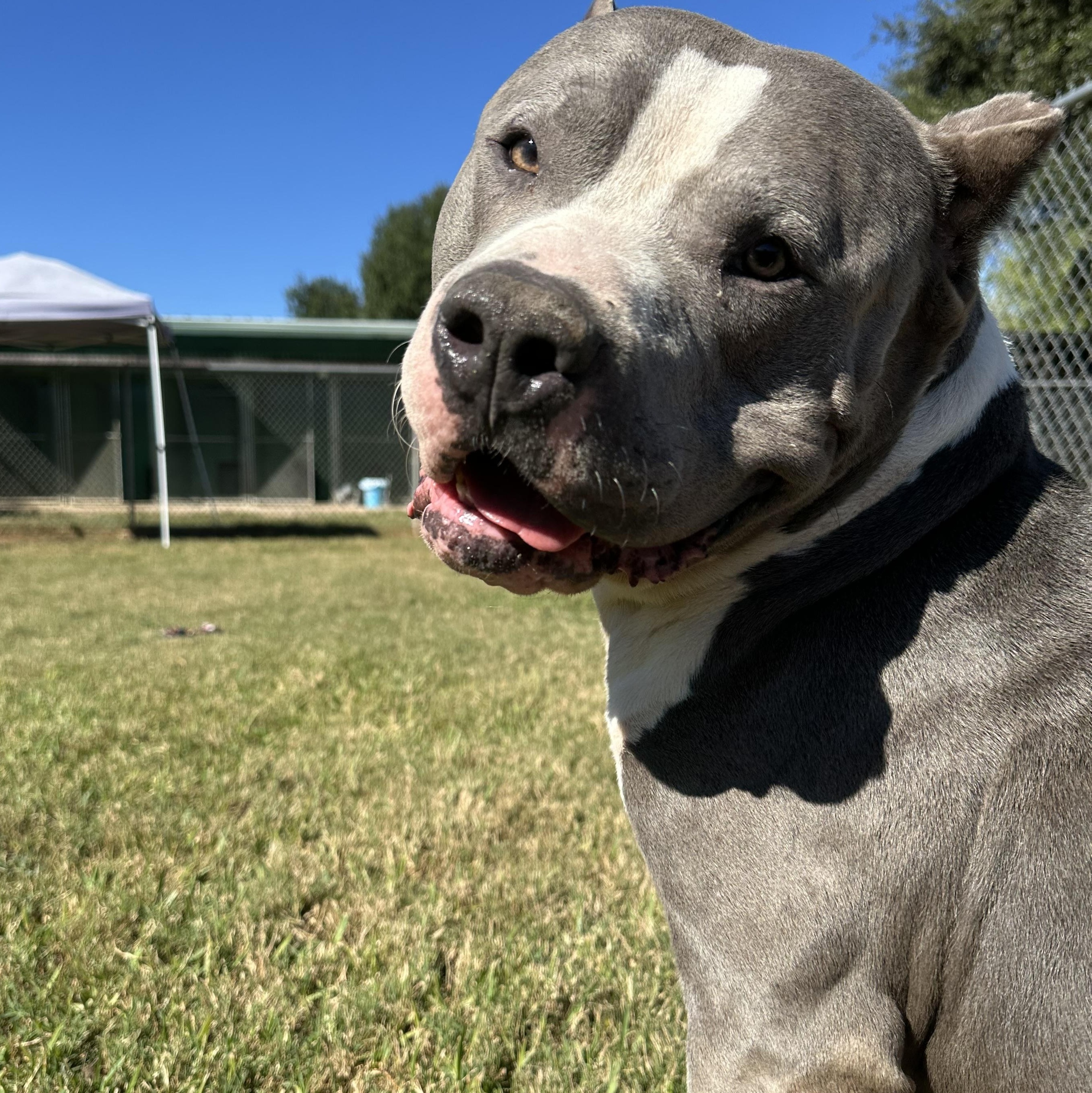 Enlarge Haus, an adopted Pit Bull Terrier in Houston, TX image 1/6