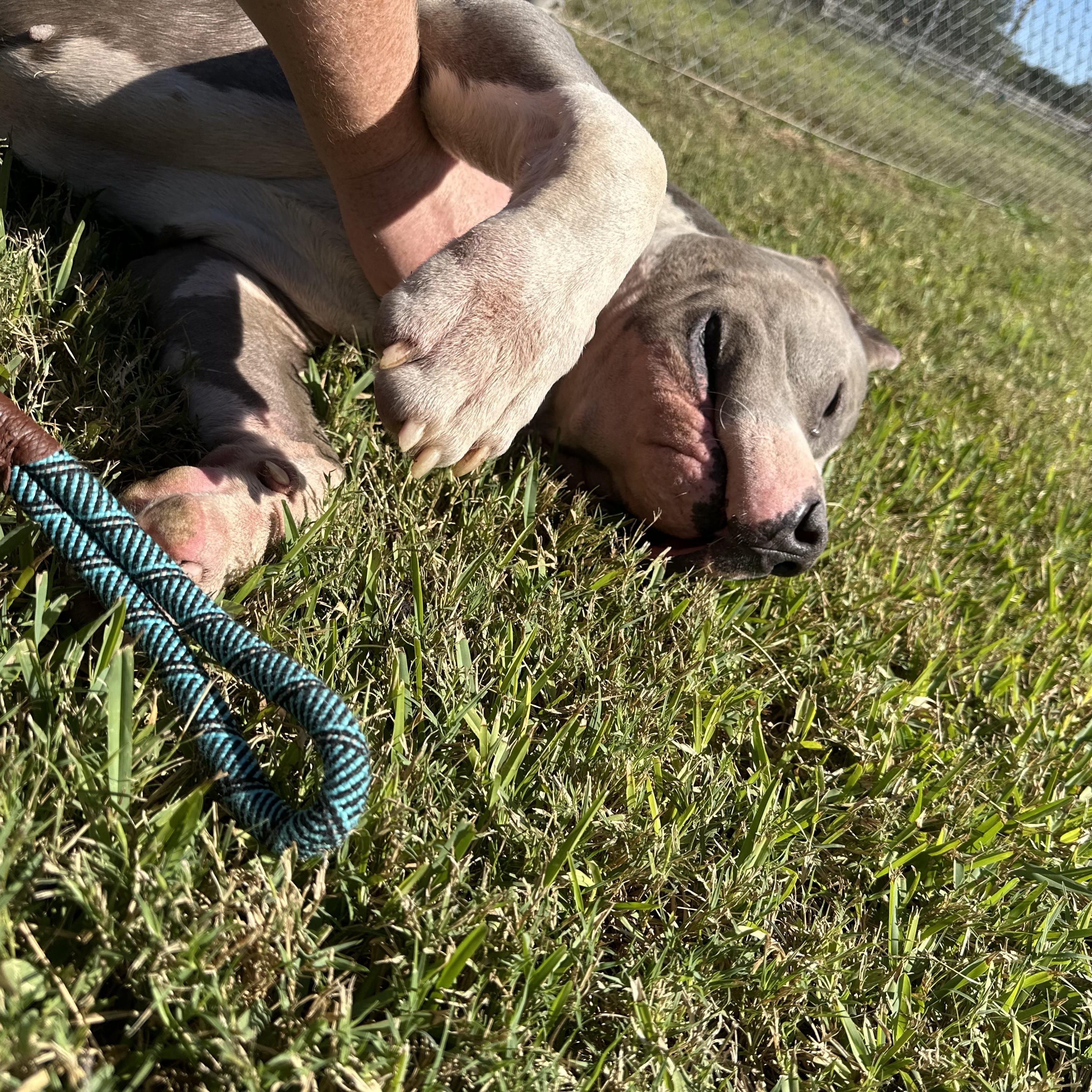 Enlarge Haus, an adopted Pit Bull Terrier in Houston, TX image 4/6