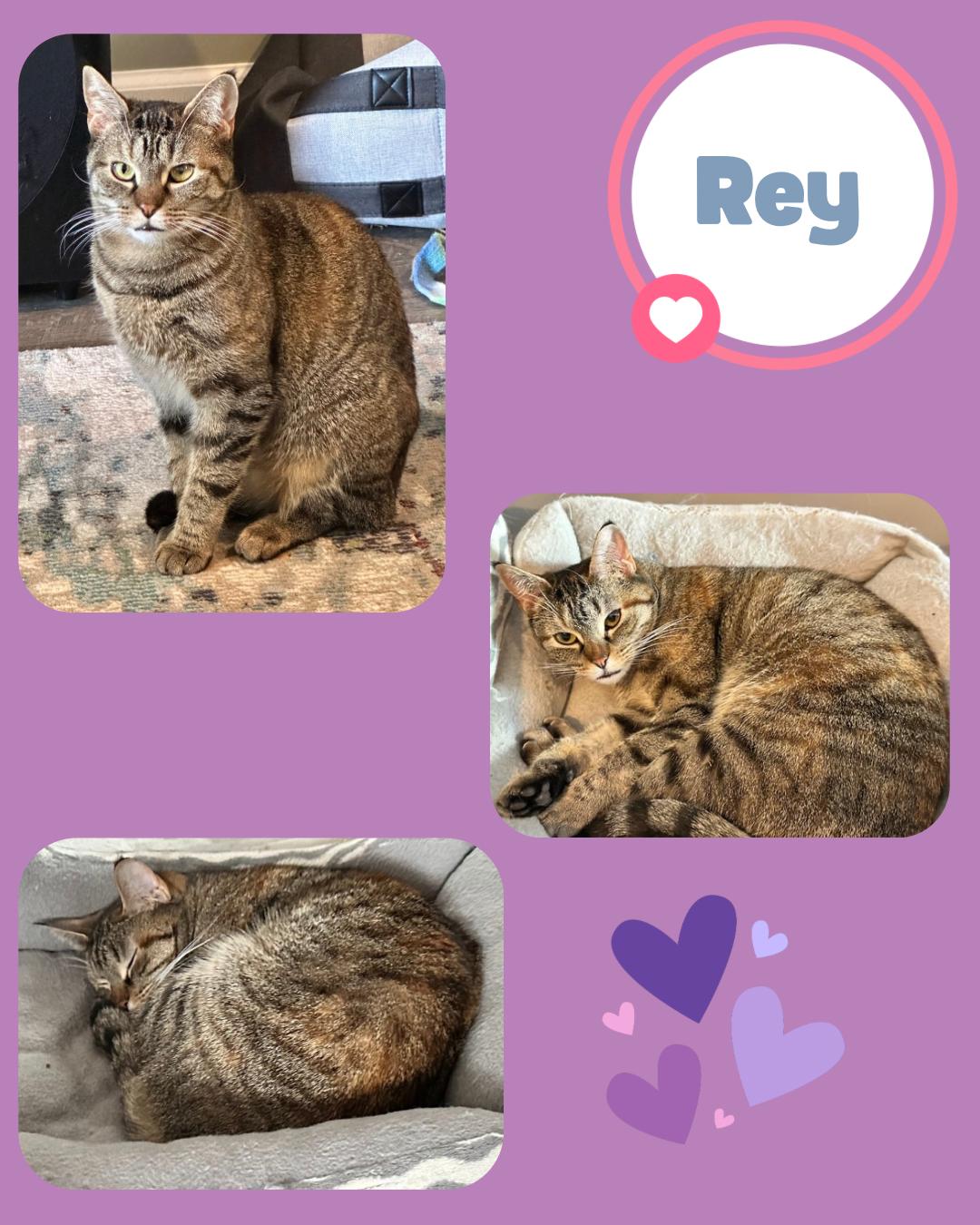 Dorito And Rey thumbnail 4