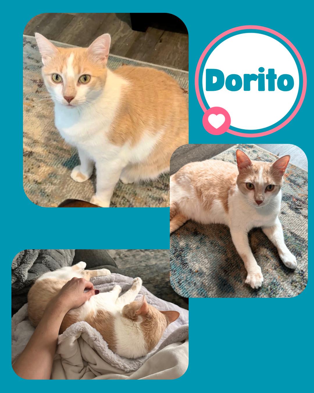 Dorito And Rey thumbnail 3
