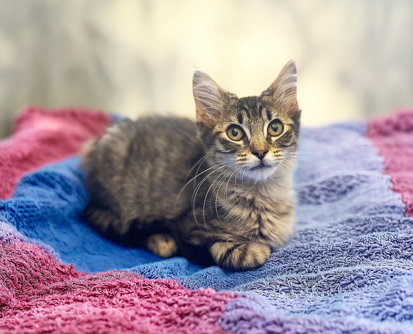 Enlarge Pierce, an adopted Domestic Medium Hair in Durham, NC image 3/4