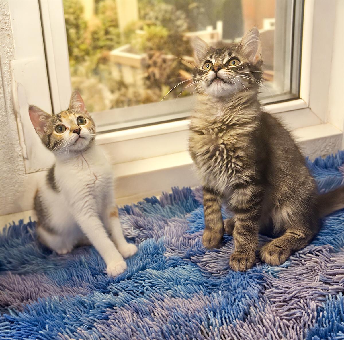 Enlarge Pierce, an adopted Domestic Medium Hair in Durham, NC image 4/4