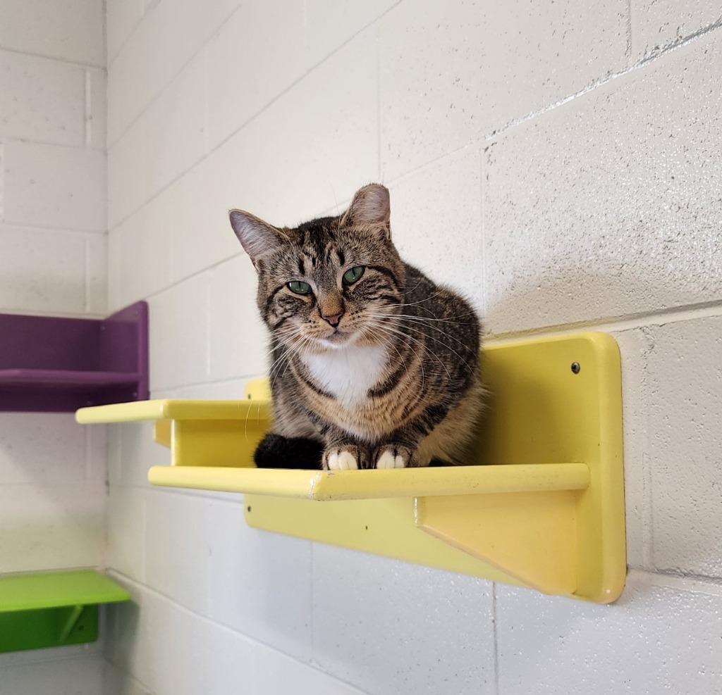 Enlarge Mouse, a Adoptable mixed breed in Muskegon, MI image 1/3