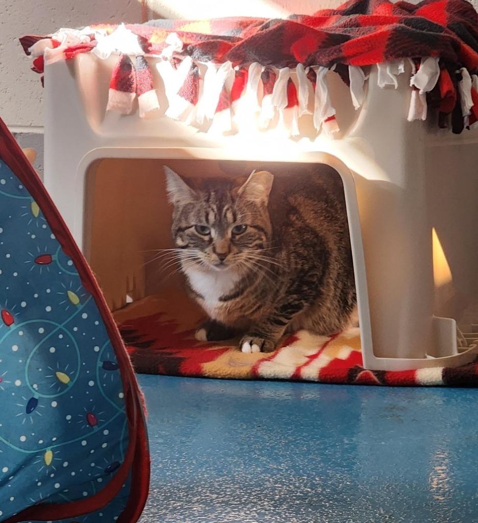 Enlarge Mouse, a Adoptable mixed breed in Muskegon, MI image 2/3