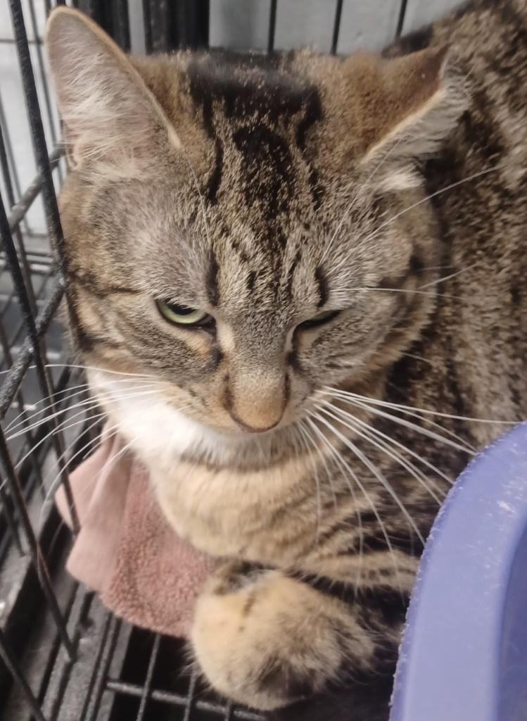 Enlarge Mouse, a Adoptable mixed breed in Muskegon, MI image 1/3