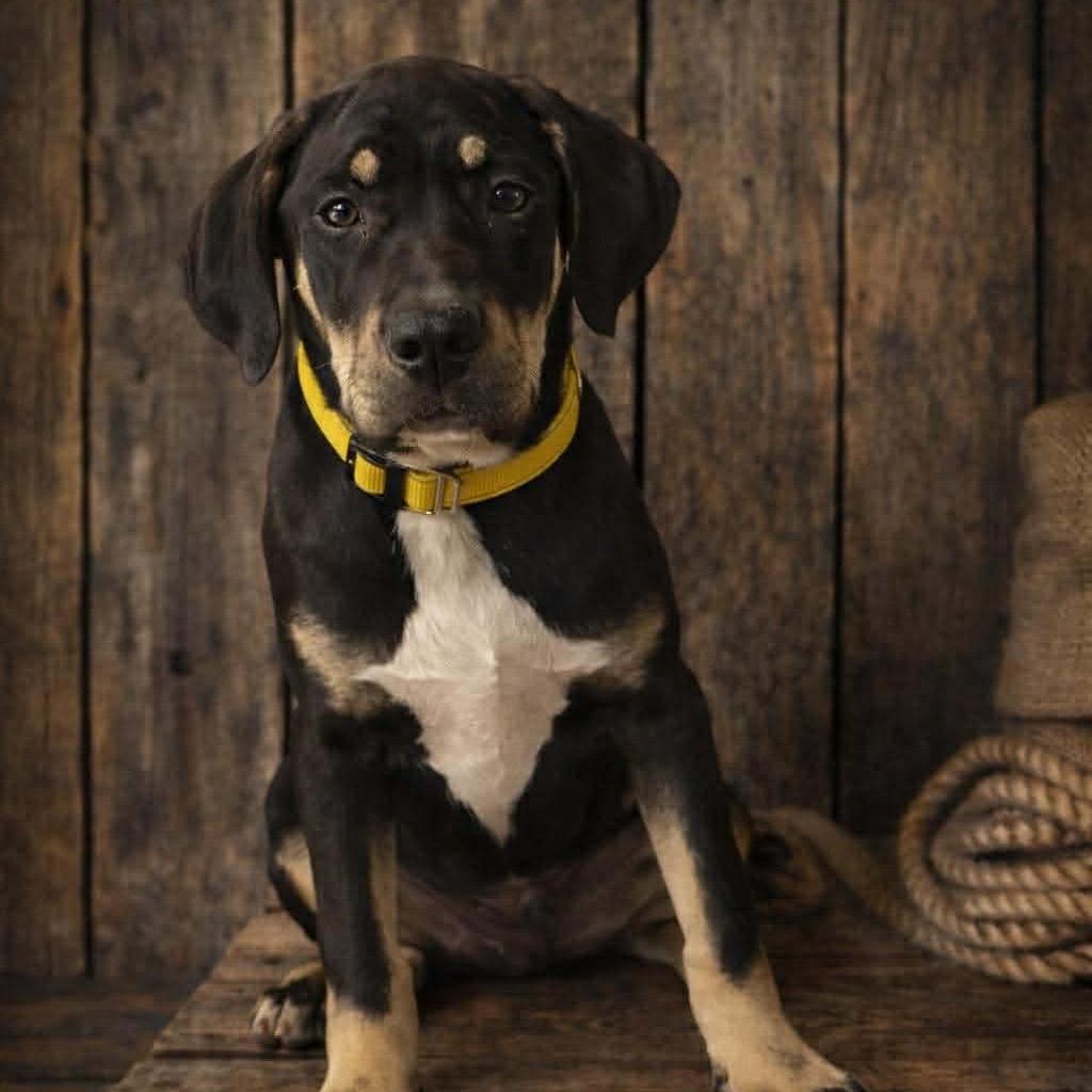 Wallen, Adoptable, Puppy Male Hound & Mixed Breed.