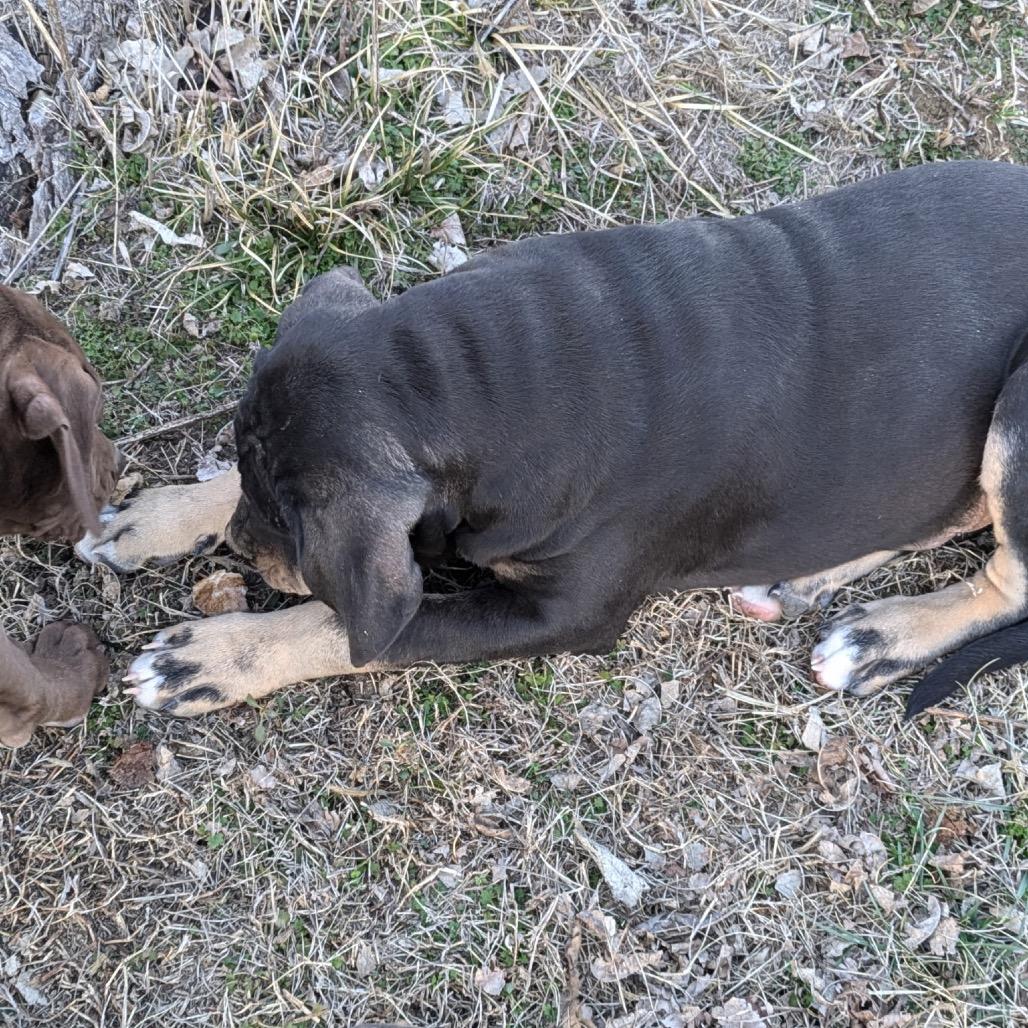 Enlarge Wallen, a Adoptable mixed breed in Lee's Summit, MO image 2/2