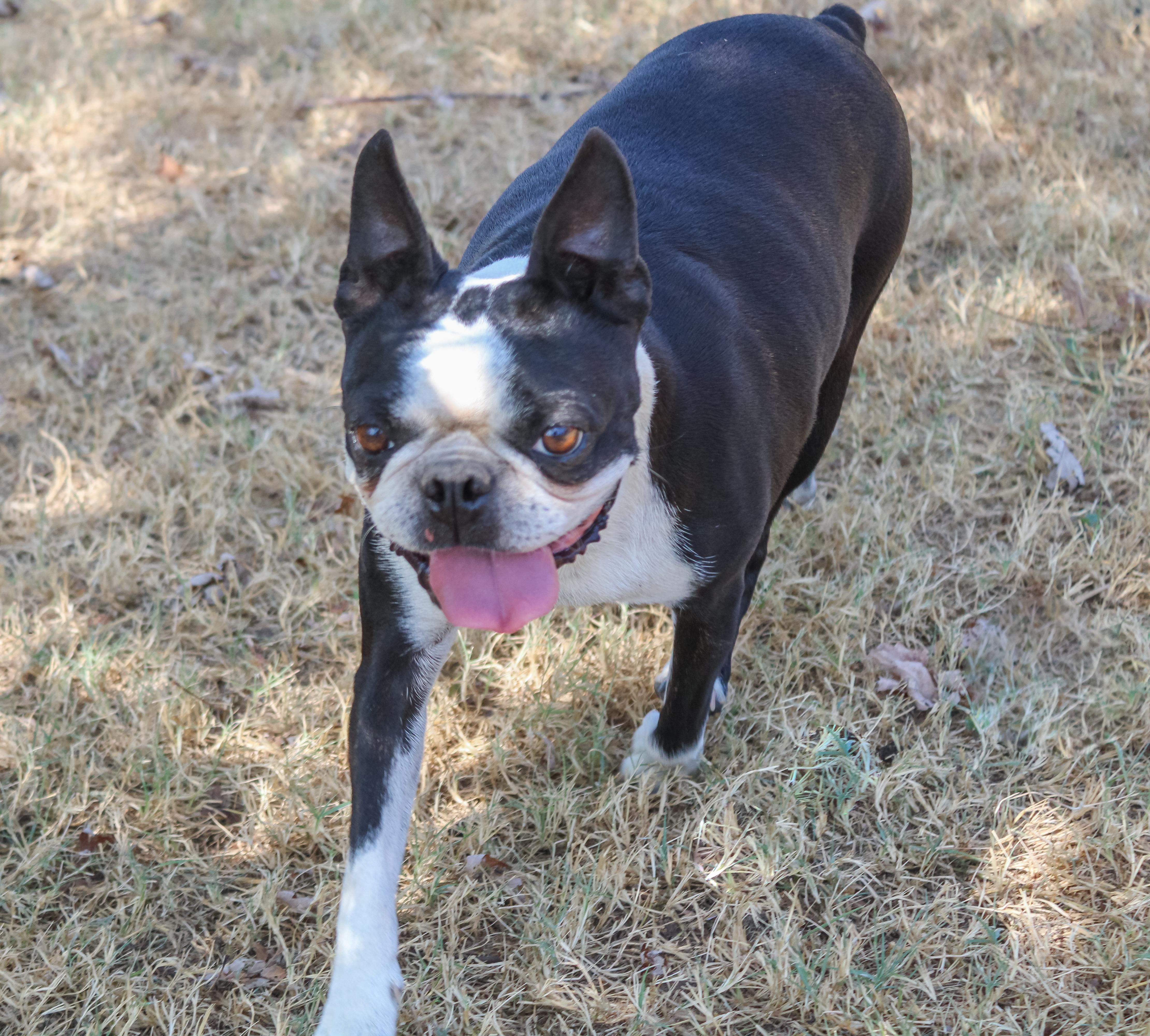 Enlarge Luna Mae, a Adopted Boston Terrier in Neosho, MO image 2/3