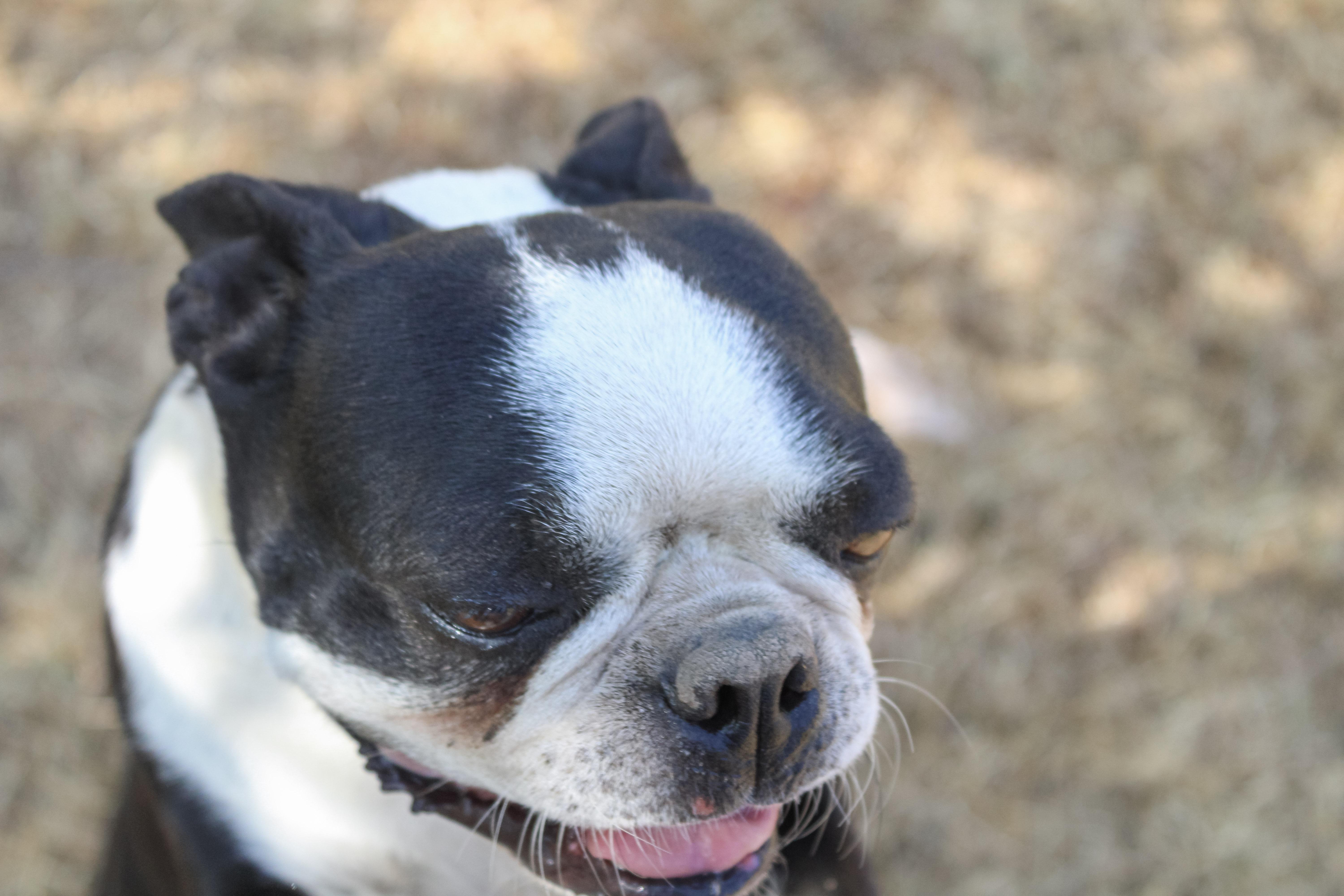 Enlarge Luna Mae, a Adopted Boston Terrier in Neosho, MO image 3/3