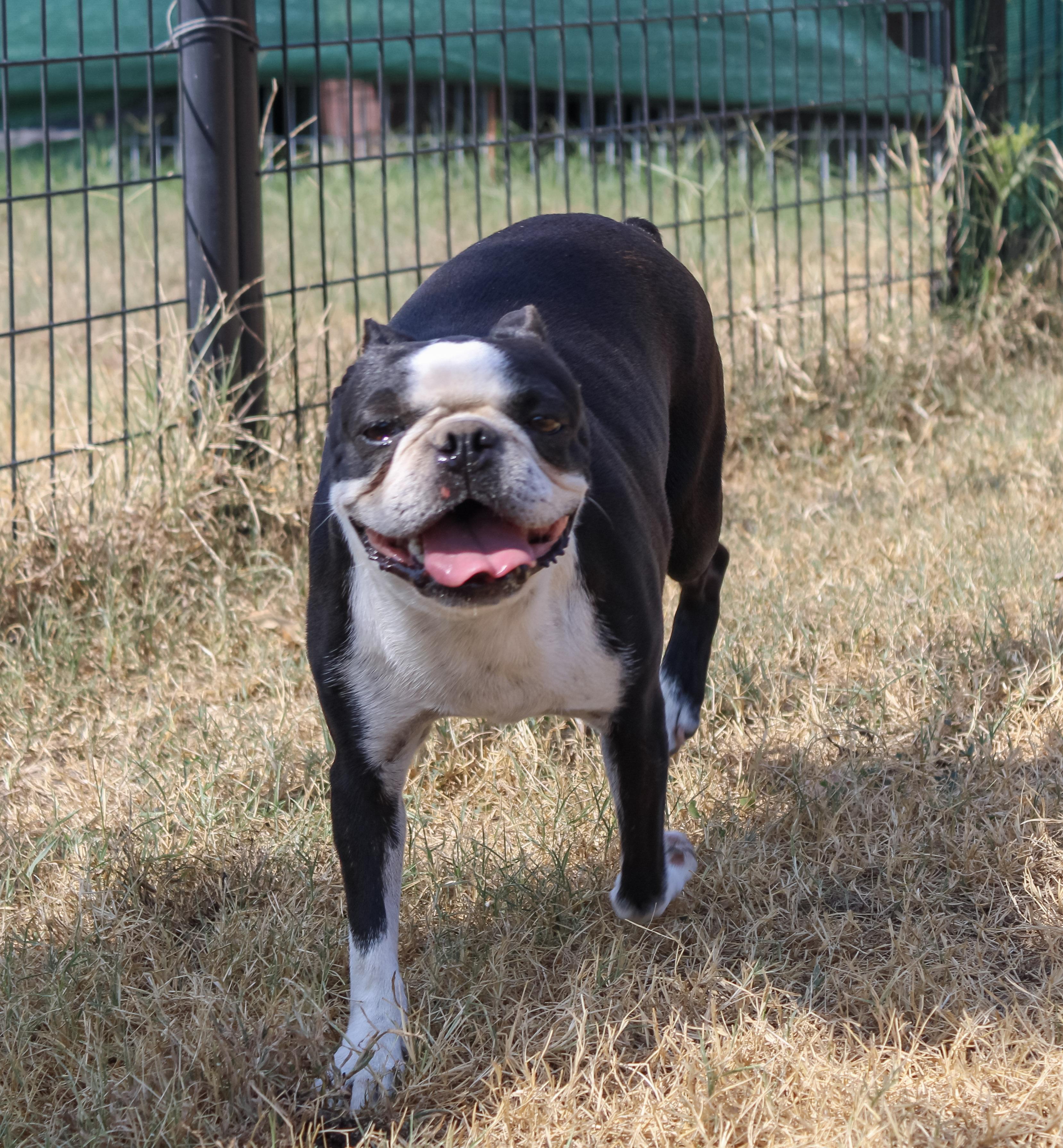 Luna Mae, Adopted, Adult Female Boston Terrier.
