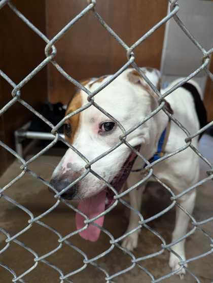 Enlarge Gunner, a Adoptable mixed breed in Burlington, WA image 1/1
