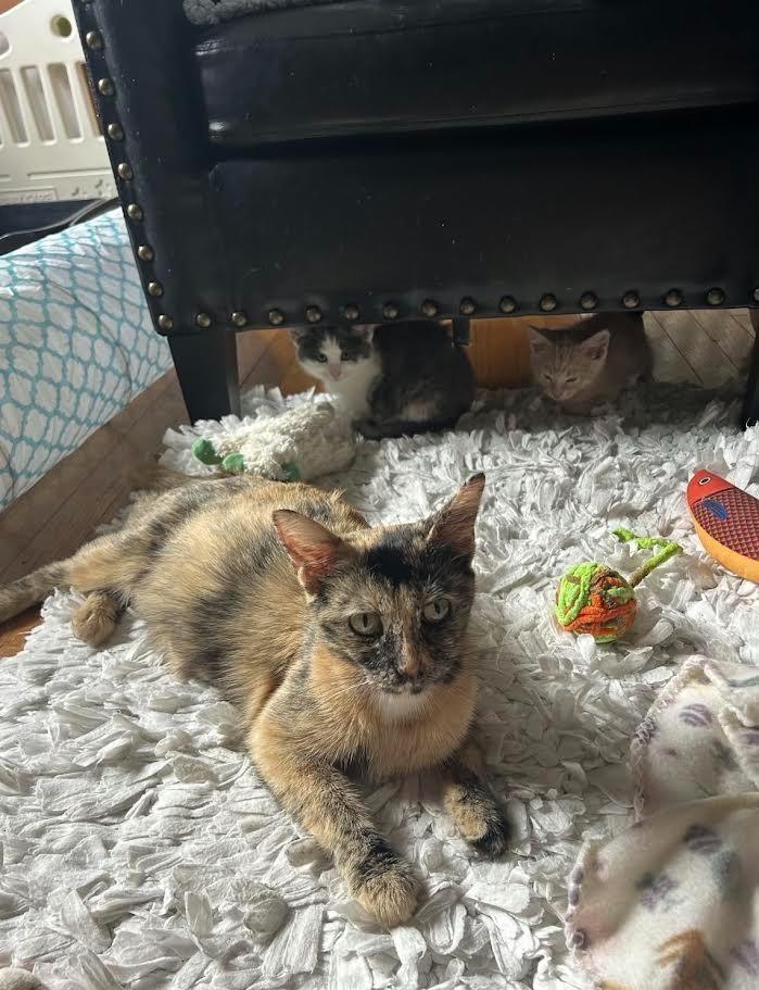 Katmai, Adoptable, Young Female Domestic Short Hair.