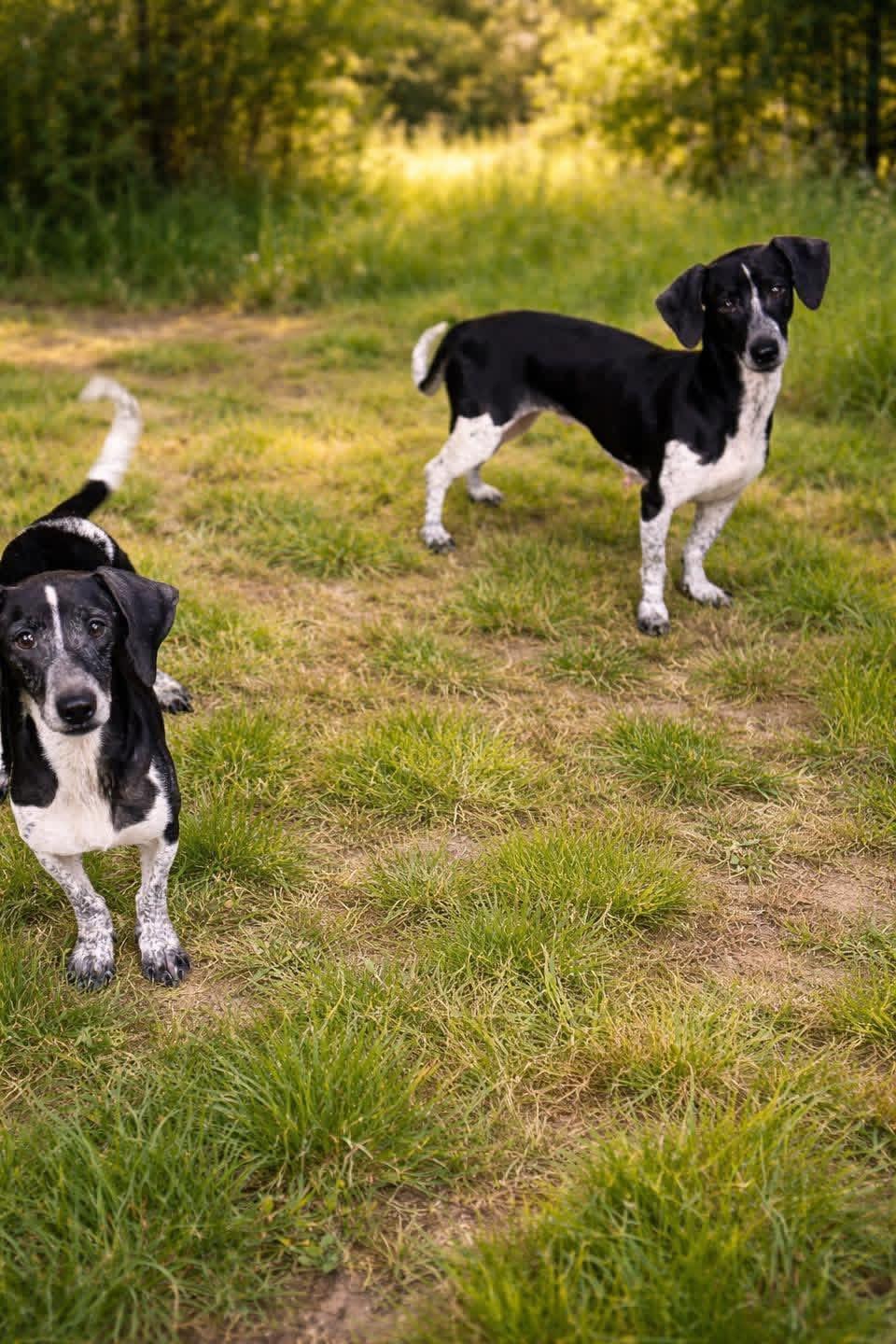 Dottie and dorothy, ADOPTABLE, Young Female Dachshund.