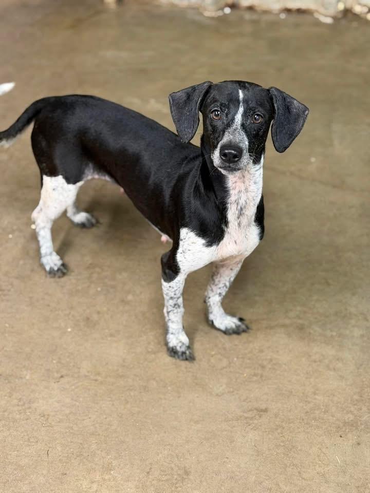 Dottie and dorothy, a ADOPTABLE mixed breed in Lutz, FL image 2/2