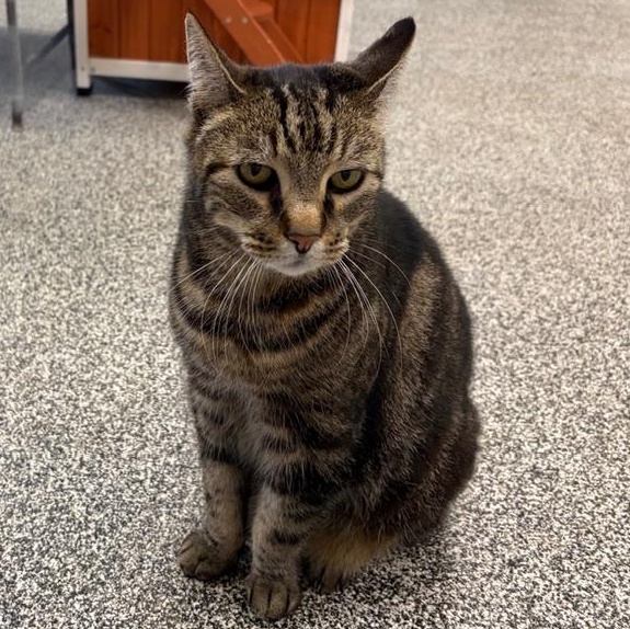 chunk , ADOPTABLE, Senior Male Tabby.