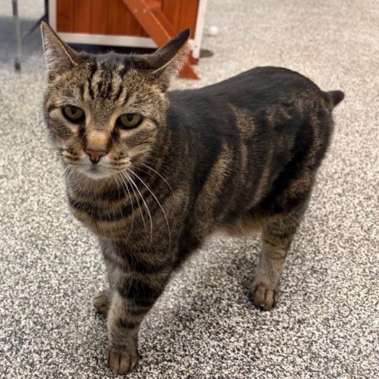 Enlarge chunk , a ADOPTABLE Tabby in Jackson, CA image 2/3