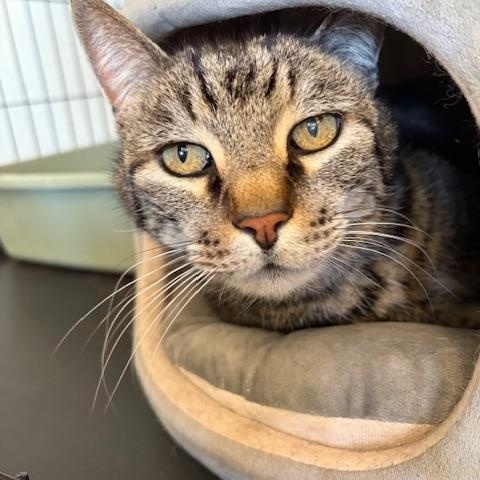Enlarge chunk , a ADOPTABLE Tabby in Jackson, CA image 3/3