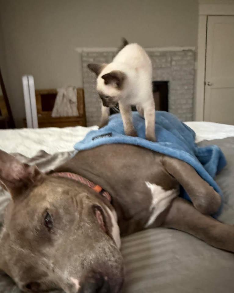 Carly, Adoptable, Kitten Female Domestic Short Hair.