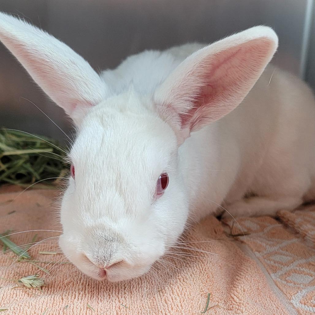 Enlarge Jessica Rabbit, a Adoptable New Zealand in Council Bluffs, IA image 1/1