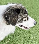 Enlarge Rubin, a ADOPTABLE mixed breed in Poway, CA image 1/6