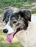 Enlarge Rubin, a ADOPTABLE mixed breed in Poway, CA image 2/6