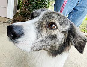 Enlarge Rubin, a ADOPTABLE mixed breed in Poway, CA image 6/6