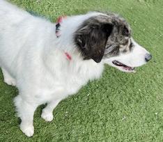 Enlarge Rubin, a ADOPTABLE mixed breed in Poway, CA image 5/6