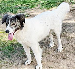 Enlarge Rubin, a ADOPTABLE mixed breed in Poway, CA image 3/6