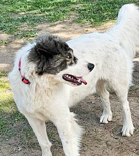 Enlarge Rubin, a ADOPTABLE mixed breed in Poway, CA image 4/6