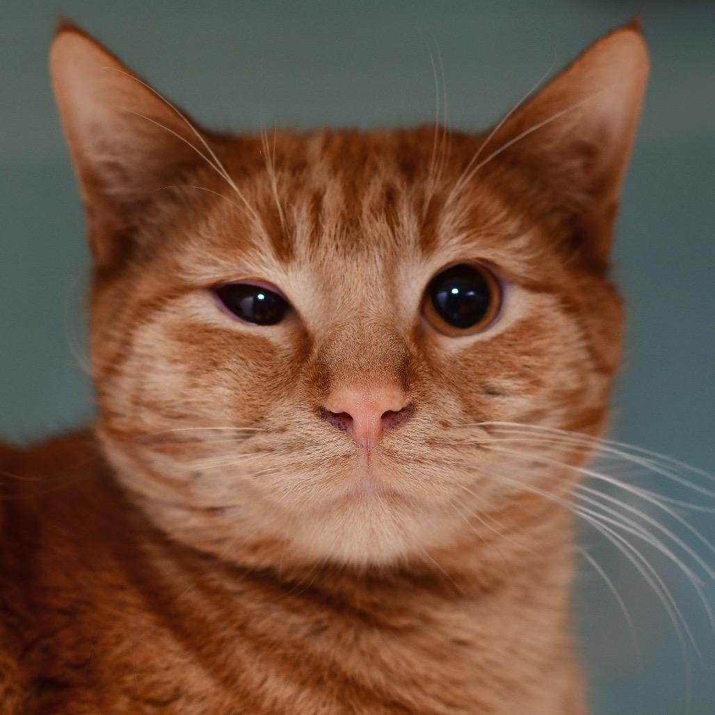 Sam, Adoptable, Young Male Domestic Short Hair.